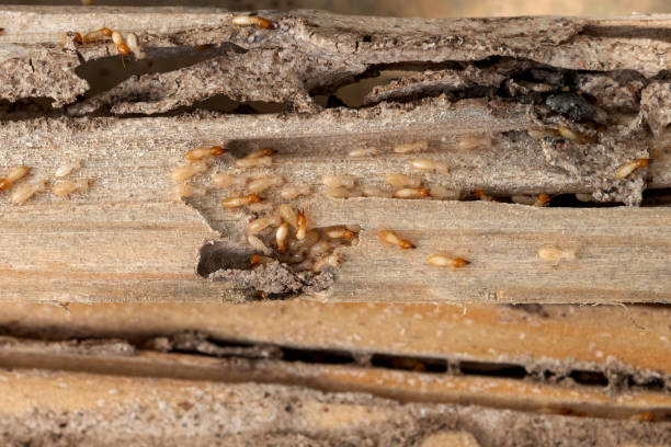 Best Local Pest Control Services  in American Falls, ID