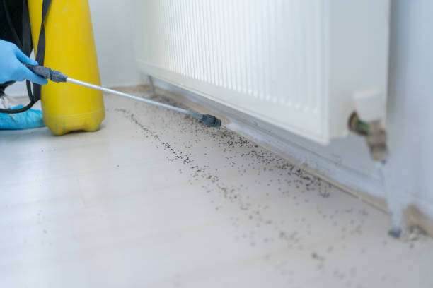 Reliable American Falls, ID Pest Control Solutions